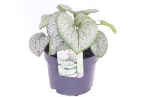 Brunnera ‘Silver Spear’ – 17cm Pot