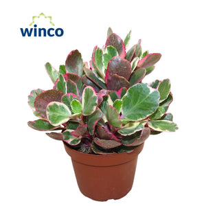 Variegated Kalanchoe ‘Multicolor’ – 13cm Pot