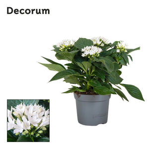 White Pentas ‘Starcluster’ – 13cm Pot