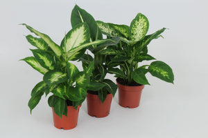 Mixed Dieffenbachia Houseplant – 12cm Pot, 40cm High
