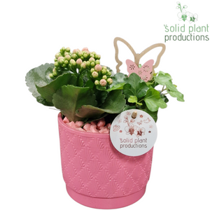Pink Love Orchid Arrangement – 12cm Ceramic Pot