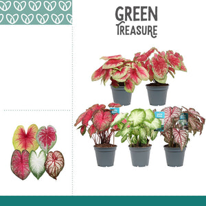 Mixed Caladium Houseplant – 17cm Pot, 50cm High