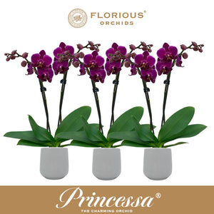 White Phalaenopsis Orchid – 3 Stem, 9cm Pot