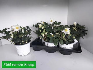 White Helleborus 'Christmas Carol' – 17cm Pot