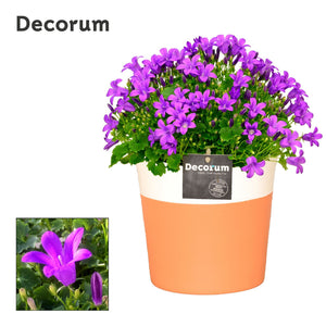 Blue Campanula Portenschlagiana – 15cm Pot