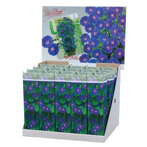 Ipomoea Flowering Houseplant – 10.5cm Pot