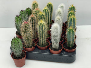 Mixed Cactus Collection – 5.5cm Pots