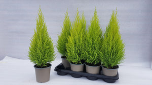 Goldcrest Monterey Cypress (Cupressus macrocarpa) – 14cm Pot