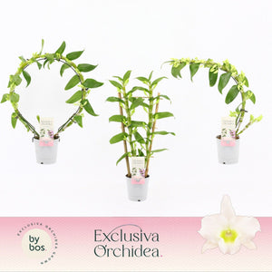 White Dendrobium Nobile Orchid – 12cm Pot, 45cm