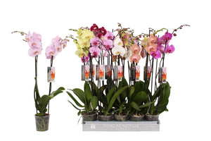 Mixed Phalaenopsis Orchid – 2 Stem, 12cm Pot