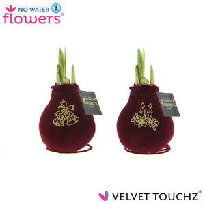 Velvet Touchz® Royal Gold Waxed Amaryllis