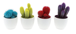 Mixed Cactus Collection in Rainbow Ceramic Pot – 12cm