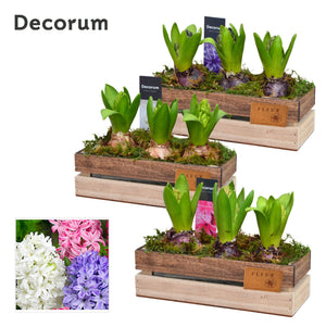Claire Hoya Arrangement – 21cm Wooden Planter