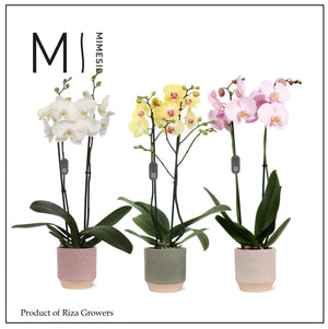 Mixed Phalaenopsis Orchid – 12cm Pot, 70cm
