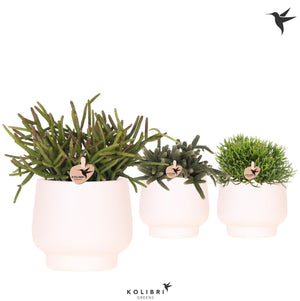 Mixed Succulent Collection – 9cm Ceramic Scandic White Pot