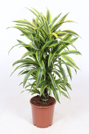 Lemon Lime Dracaena (Dracaena fragrans) – 24cm Pot