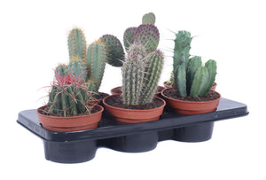Mixed Cactus Collection – 15cm Pot