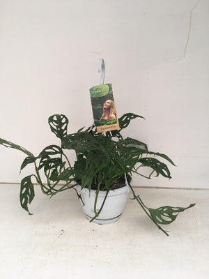 Monstera obliqua – 17cm Pot, Approx. 40cm