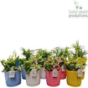 Mixed Summer Plant Arrangement – 14cm Ceramic Pot
