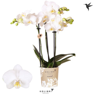 White Phalaenopsis Orchid ‘Alaska’ – 3 Stem, 9cm Pot