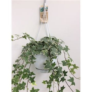 Variegated English Ivy (Hedera helix) – 17cm Pot