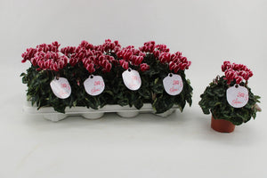 Wine Red Cyclamen persicum – 10.5cm Pot