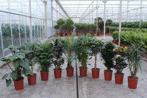 Mixed Green Houseplant Collection – 27cm Pot