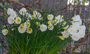 White Petticoat Narcissus Bulbs – 7 Bulbs