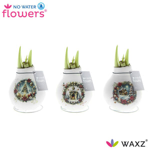Hippeastrum Waxed Christmas Bulb – Santa & Friends