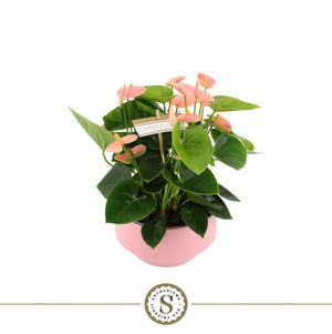 Peach and Pink Anthurium in Lucca Ceramic Pot – 17cm