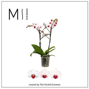 White Phalaenopsis Orchid ‘Red Lips’ – 12cm Pot