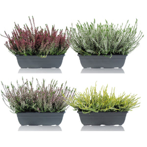 Mixed Calluna Garden Girls Heather – 27cm Pot