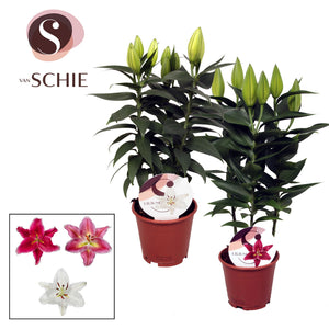 Mixed Oriental Lily (Lilium Oriental Group) – 13cm Pot