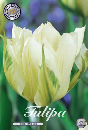 Tulipa Fosteriana ‘Exotic Emperor’ Tulip Bulbs – 12cm