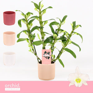 White Dendrobium Nobile Orchid – 12cm Pot, 40cm High