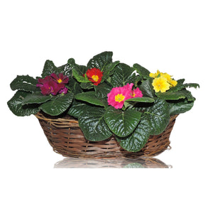 Primula Acaulis Group – 30cm Pot