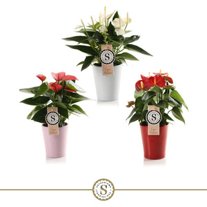 Mixed Anthurium Houseplant – 9cm Ceramic Pot