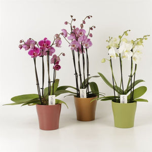 Mixed Phalaenopsis Orchid – 2 Stem, 12cm Ceramic Pot