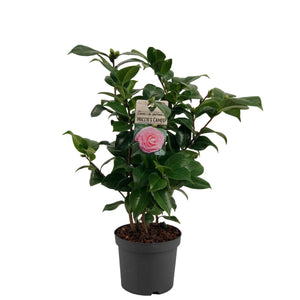 Camellia japonica 'Nuccio's Cameo' – 19cm Pot