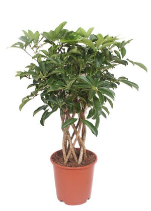 Braided Dwarf Umbrella Tree (Schefflera arboricola) – 24cm Pot