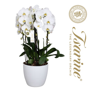 White Phalaenopsis Orchid – 6 Stem, 32cm Pot