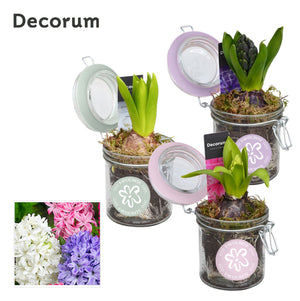 Hyacinth Arrangement in Glass Pot – 9cm