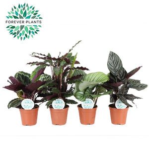 Mixed Calathea Houseplant – 14cm Pot, 45cm High