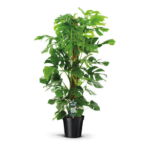 Swiss Cheese Plant (Monstera deliciosa) – 24cm Pot, 150cm Tall