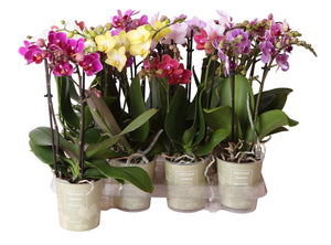 Mixed Phalaenopsis Orchid – 2 Stem, 9cm Pot