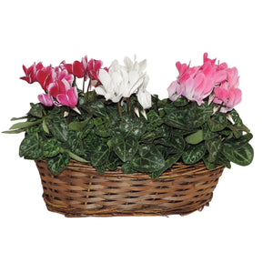 Small-Flowered Cyclamen (Cyclamen persicum) – 30cm Pot