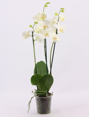 White Phalaenopsis Orchid – 3 Stems, 12cm Pot