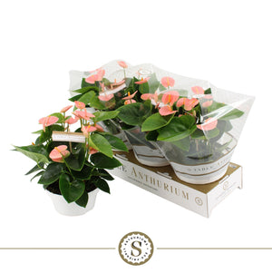 Peach and Pink Anthurium – 17cm Pot