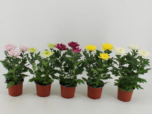 Yellow Chrysanthemum ‘Zembla’ – 12cm Pot