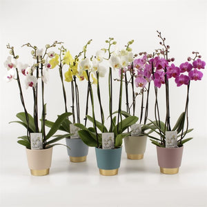 Mixed Phalaenopsis Orchid – 2 Stem, 12cm Ceramic Pot
